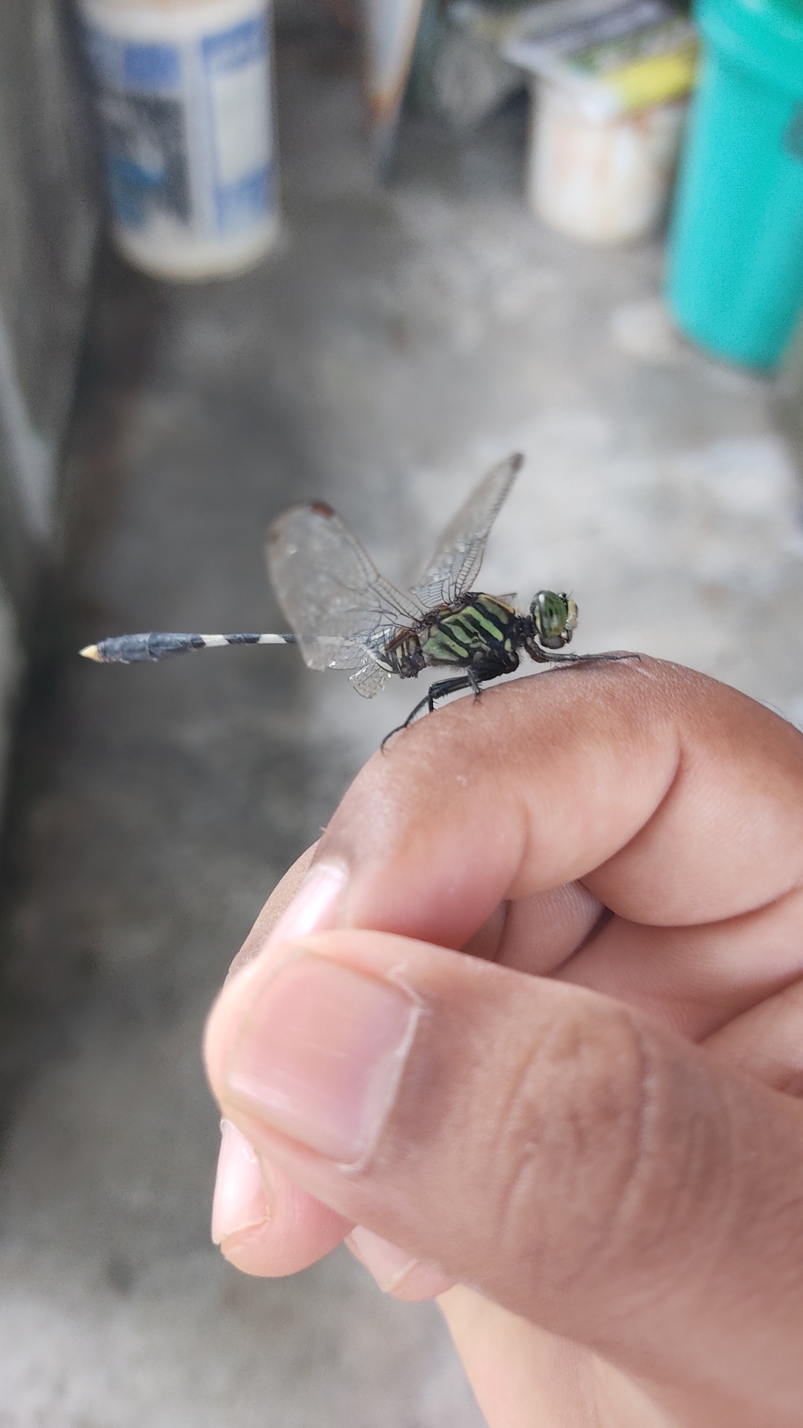 Slender Skimmer