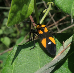 Oncopeltus spectabilis