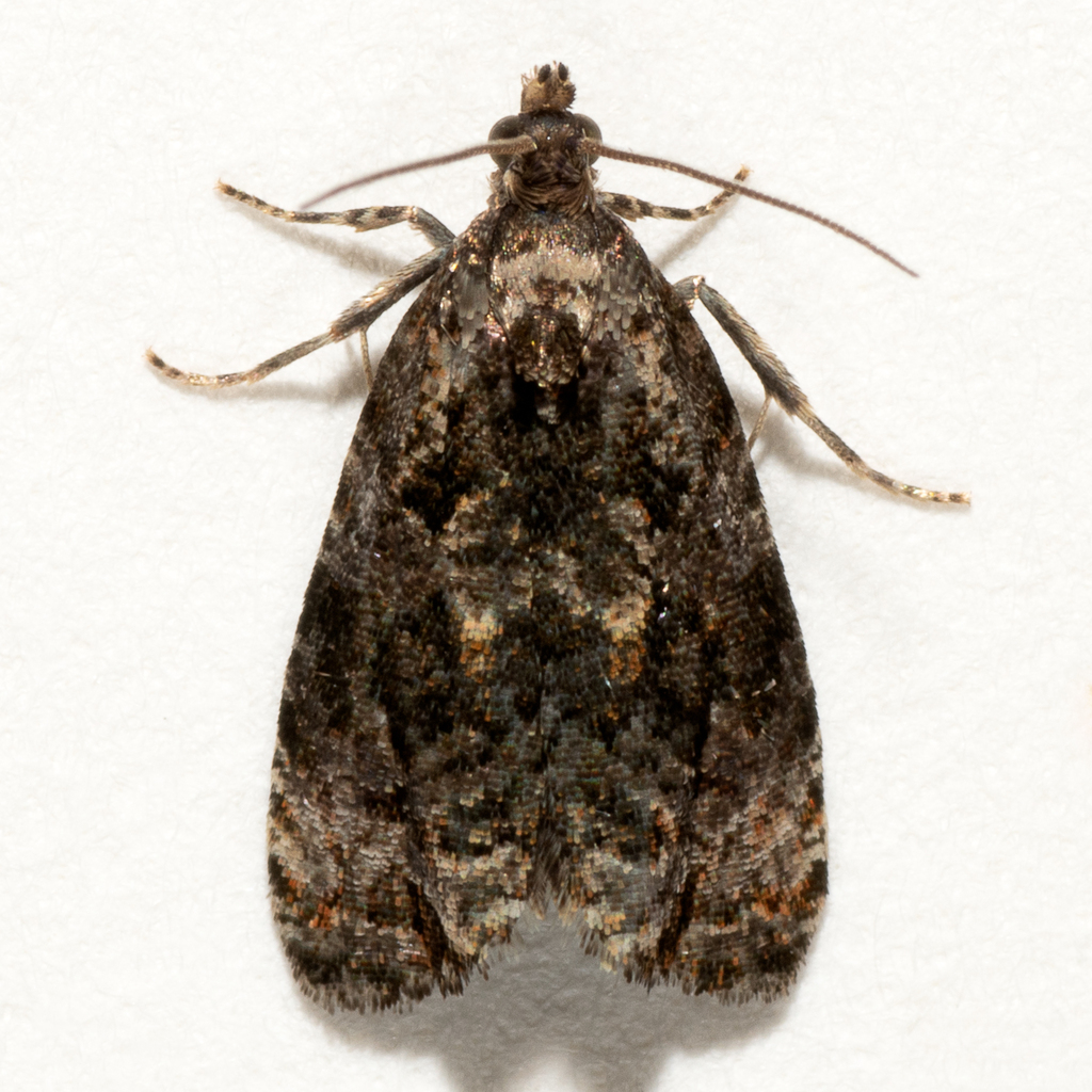 Endothenia conditana