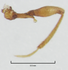 Gerallus punctipennis