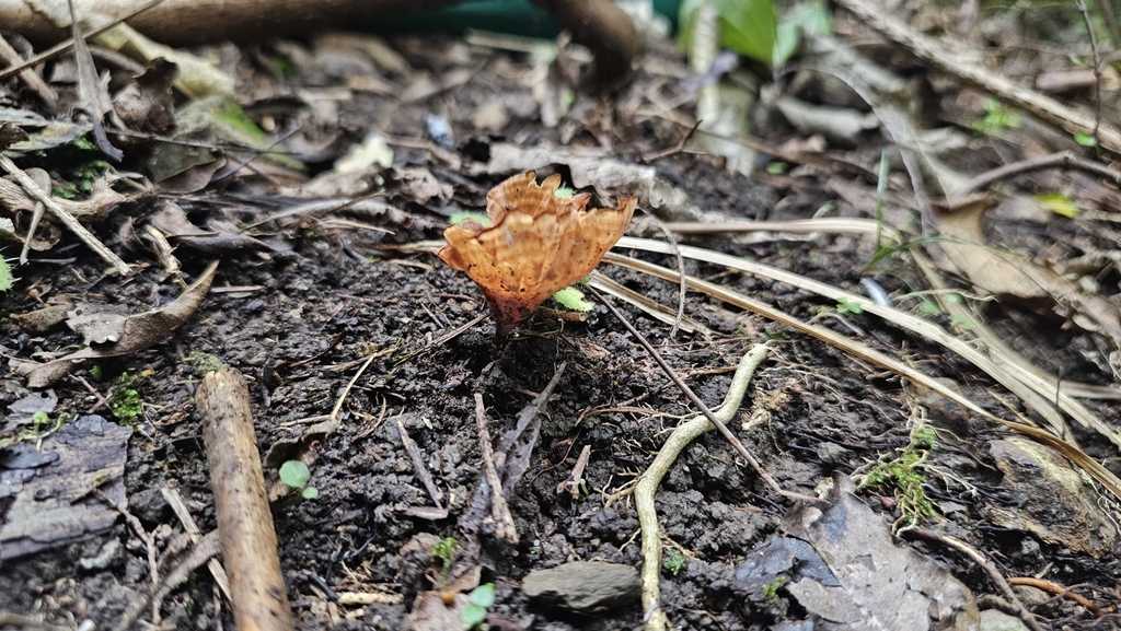 Podoscypha petalodes · June 2025 · photo: © henryahh (iNaturalist, cc0)
