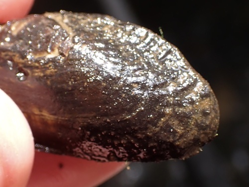 Alabama Moccasinshell