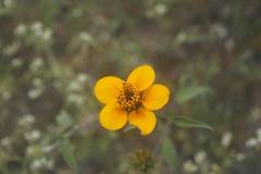 Sclerocarpus uniserialis