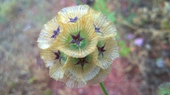 Lomelosia simplex dentata