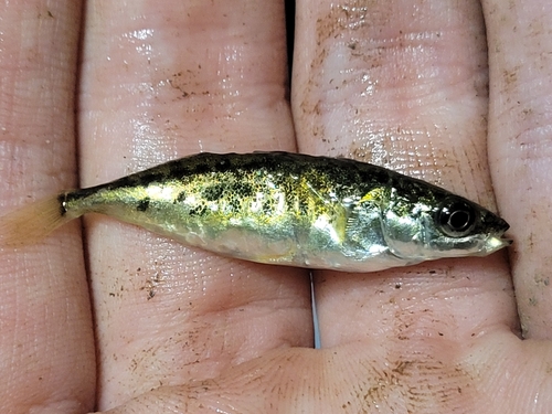 Barnstickle (Gasterosteus wheatlandi) — Gasterosteidae — 4