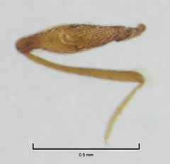 Gerallus punctipennis