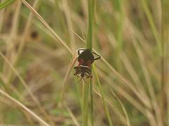 Apiomerus flaviventris