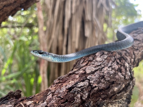 Common Tree Snake sighting