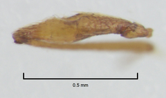 Gerallus punctipennis
