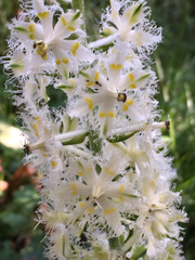 Veratrum fimbriatum