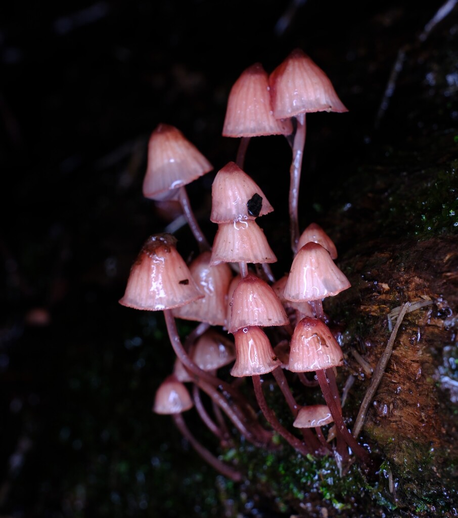 Mycena kuurkacea · June 2025 · photo: © possumpete (iNaturalist, cc0)