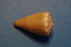 Conus lividus