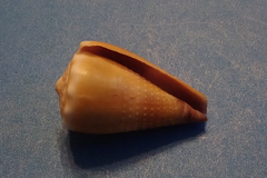 Conus lividus