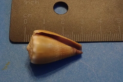 Conus lividus