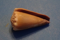 Conus lividus