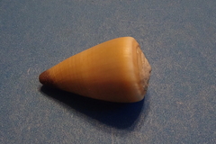 Conus flavidus