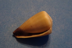 Conus flavidus