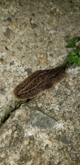 Phyllocaulis soleiformis