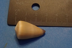 Conus flavidus