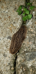 Phyllocaulis soleiformis