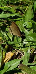 Cissia