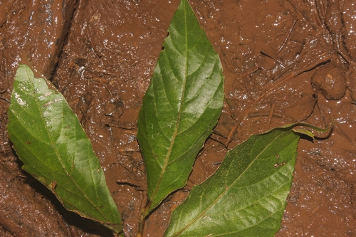 Cayratia mollissima