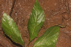 Cayratia mollissima