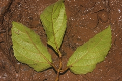 Cayratia mollissima, photograph (c) Teguh, some rights reserved (CC BY)