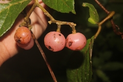 Cayratia mollissima, photograph (c) Teguh, some rights reserved (CC BY)