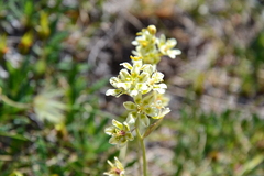 Anticlea elegans elegans