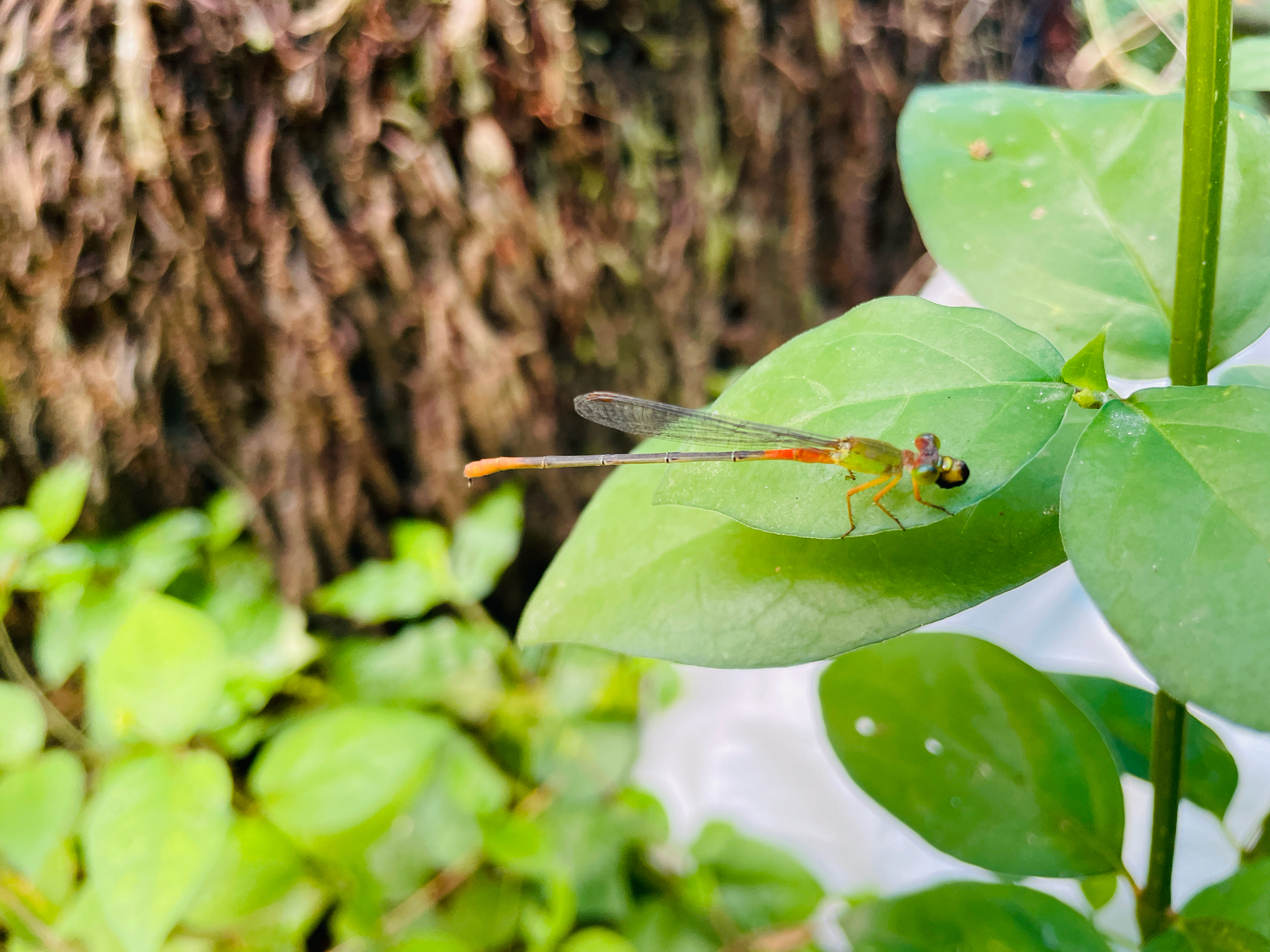 Orange-Tailed Marsh Dart