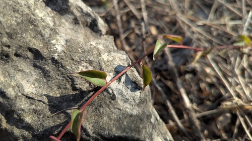 Anredera vesicaria, photograph 6