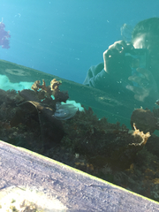 Bolinopsis microptera