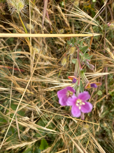 Clarkia davyi, photograph 4