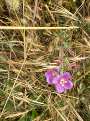 Clarkia davyi, photograph (c) Rebecca Johnson, some rights reserved (CC BY)