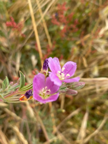 Clarkia davyi, photograph 2
