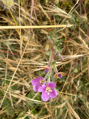 Clarkia davyi, photograph (c) Rebecca Johnson, some rights reserved (CC BY)