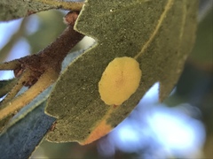 Andricus pattersonae