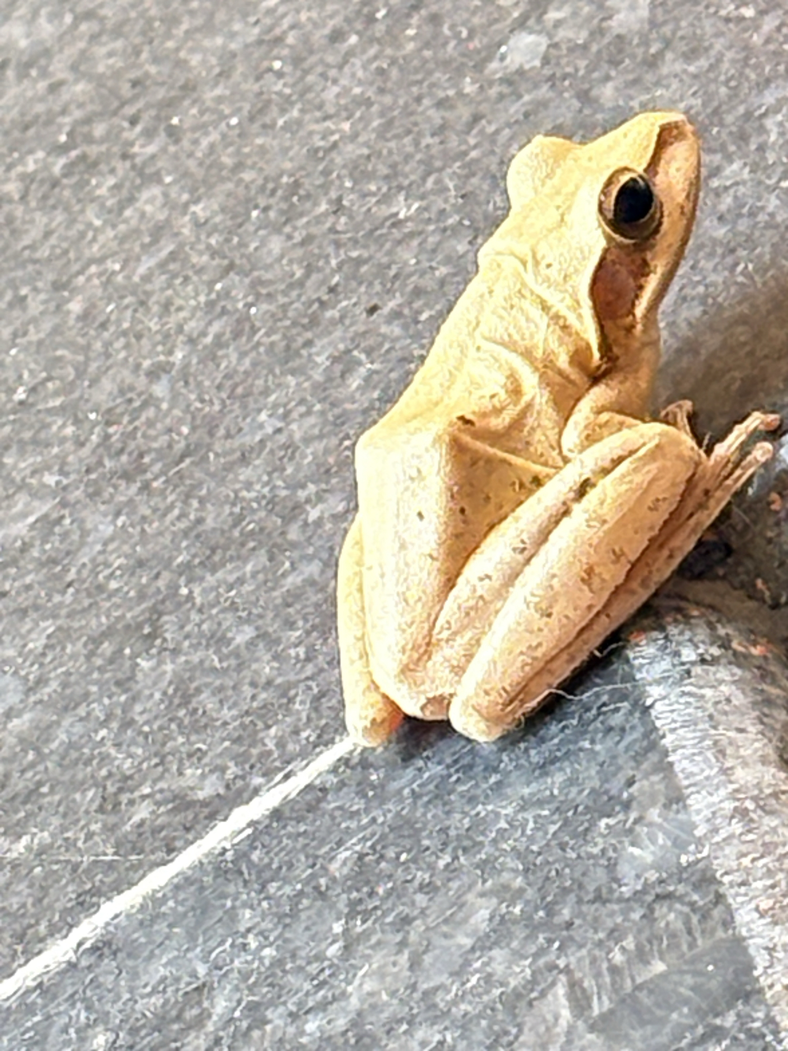 Big-Headed Whipping Frog