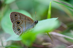 Palaeonympha opalina