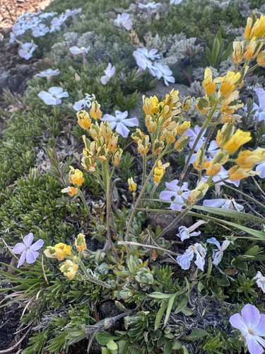 Yellowstone Whitlow-grass (Draba incerta)