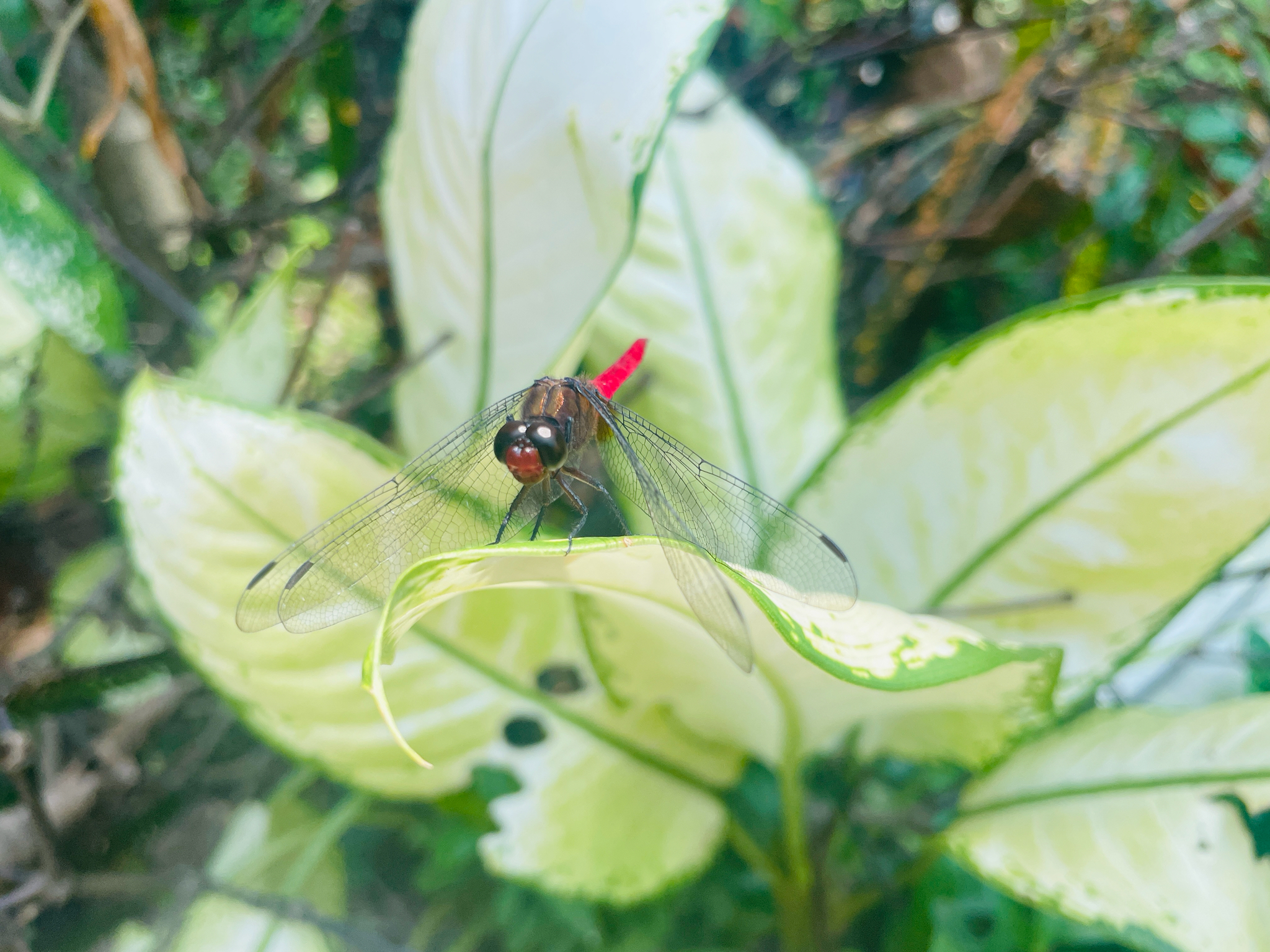 Spine-Tufted Skimmer
