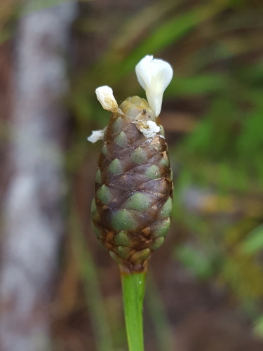 Xyris platylepis
