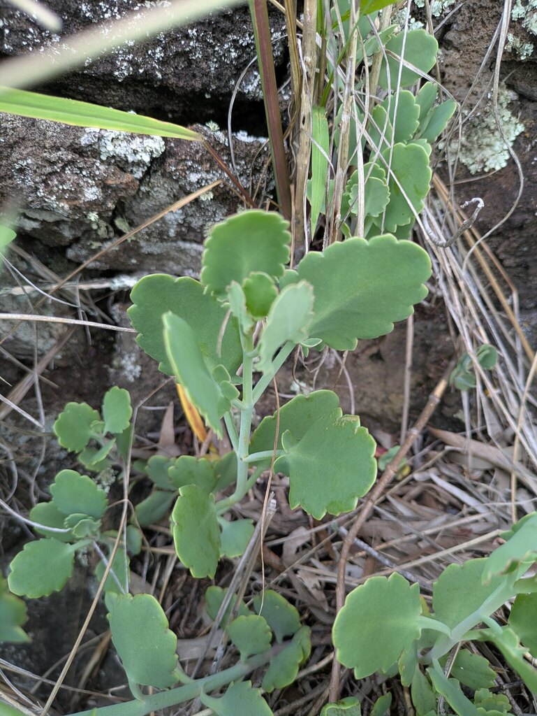 Kalanchoe laxiflora, Honolulu, Hawaii, United States
