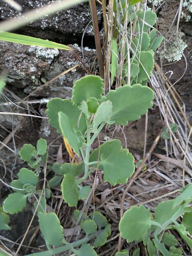 Kalanchoe laxiflora