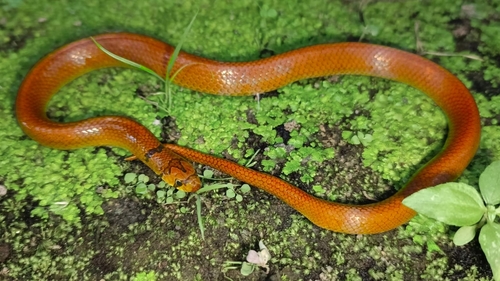 Forbes' Kukri Snake