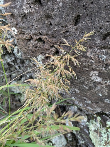 Eragrostis variabilis, photograph 2