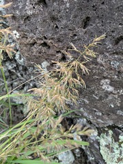 Eragrostis variabilis, photograph (c) Kevin Faccenda, some rights reserved (CC BY)