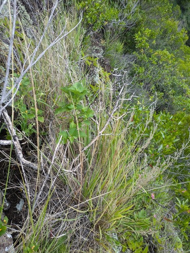 Eragrostis variabilis, photograph 5