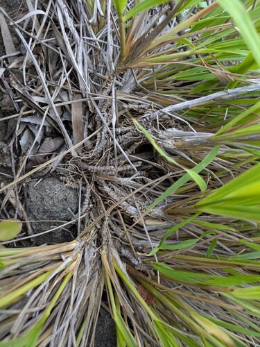 Eragrostis variabilis, photograph 4